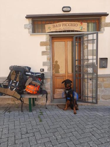 a dog sitting on a bench in front of a building at B&B Picchio in Madonna di Fornelli