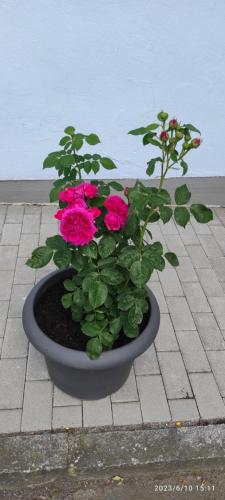a pot of pink flowers sitting on a sidewalk at Ferienhaus am Bach in Achslach