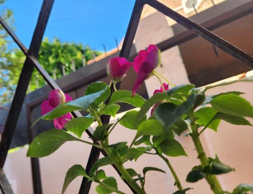 una planta con flores rosas en una valla en Jazmines Apart en Martínez