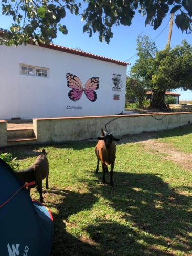 two animals standing in the grass near a building with a butterfly sign at Quinta das Caçadoras - Animal lovers only in Palmela