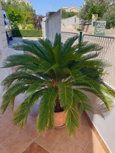 a palm tree in a pot on a balcony at Apartments Remini in Grebaštica
