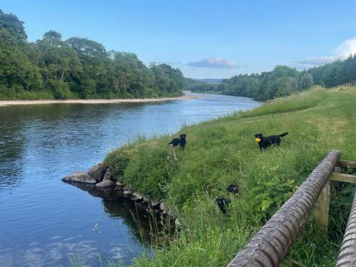 two cows standing in the grass next to a river at Daisy Cabin in Kincardine OʼNeil