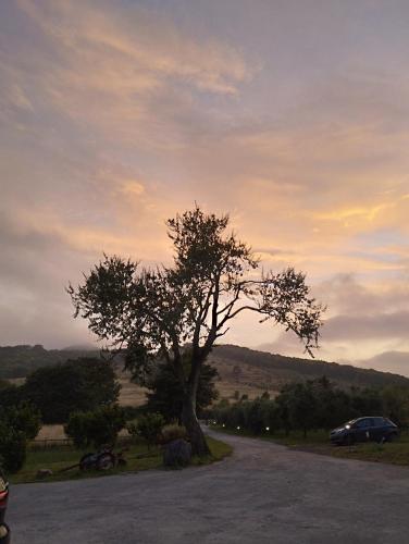 a tree sitting on the side of a road at Agriturismo Casale Lisalola in Sutri
