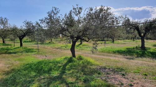 Fotografie z fotogalerie ubytování Agriturismo Corte degli Ulivi v destinaci Capoterra