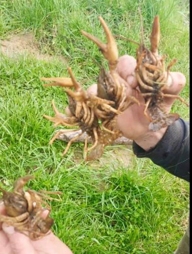 a person holding up a bunch of mushrooms in the grass at Family Resort in Mostiska