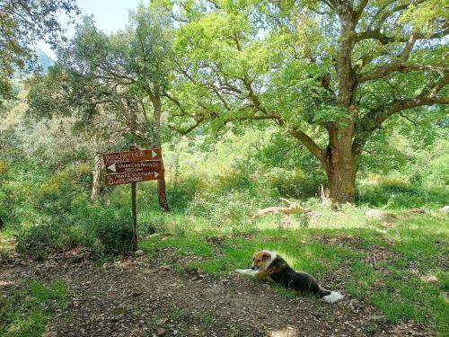 a dog laying in the grass next to a sign at Agriturismo Bosco Pianetti in Santuario di Gibilmanna