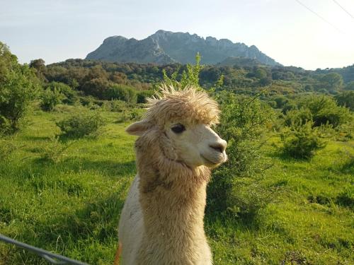 Santuario di GibilmannaにあるAgriturismo Bosco Pianettiの草原立羊