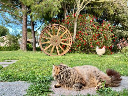 a cat laying in the grass next to a wooden wheel at Agriturismo Salcino in Grosseto