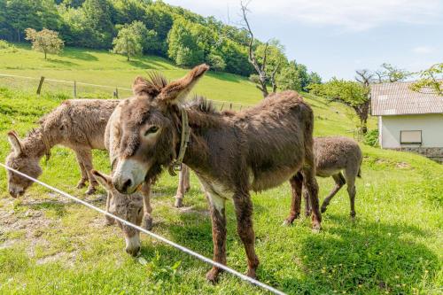 a group of donkeys standing in a field at Ranch Stojnšek House With Sauna - Happy Rentals in Rogaška Slatina