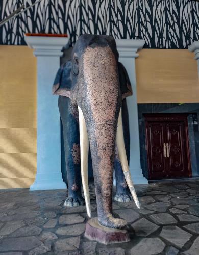 Tiere im Hotel oder in der Nähe
