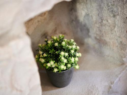 a plant in a black pot on a wall at Guesthouse Ana Trogir Old Town in Trogir