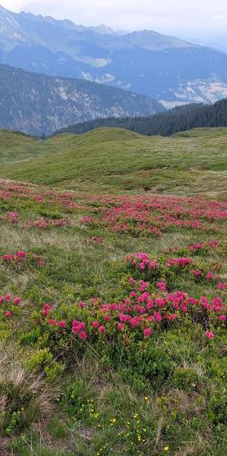 a field filled with pink flowers in a field at Marlingsuites - Vinea - Wieser Josef - Marling in Marlengo