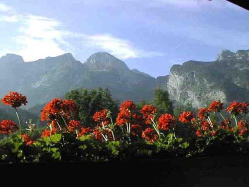 a field of flowers with mountains in the background at Schörghof in Abtenau