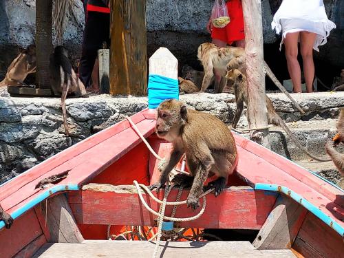 a monkey sitting on a boat with a rope at Khwahol Guesthouse in Don Sak