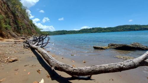 a tree branch laying on a beach next to the water at 3 bedrooms Rentals in Port Morant St Thomas in Belfast