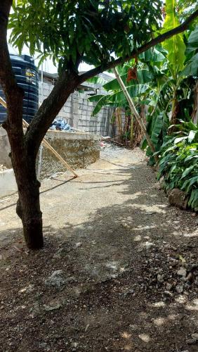 a tree sitting next to a dirt road at 3 bedrooms Rentals in Port Morant St Thomas in Belfast