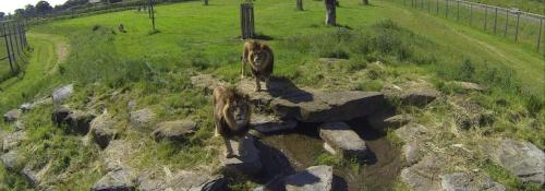 two animals walking on a rock wall in a field at Hex Wildlife Hotel at Yorkshire Wildlife Park in Doncaster