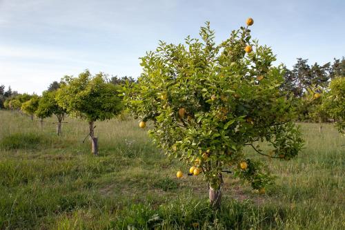 a group of orange trees in a field at Masseria Della Volpe in Casale Modica