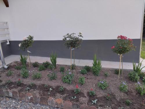 a garden with flowers and plants in the dirt at Vitovnicki Mir in Petrovac na Mlavi
