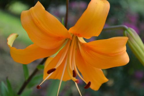a close up of a yellow flower at Les Bruyeres Gite in Montbron