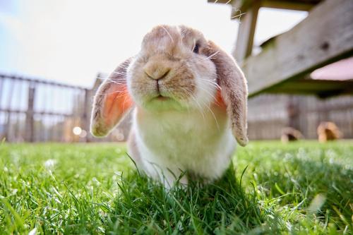 a rabbit sitting in the grass in the grass at Glamping Valkenburg in Meerssen