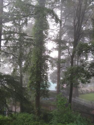 a group of trees with ivy growing on them at Bhawani Kutir Villa Nainital in Nainital