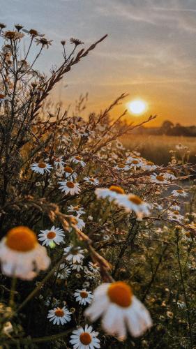 a field of white flowers with the sunset in the background at Kraina Poraj in Kolonia Pętkowice