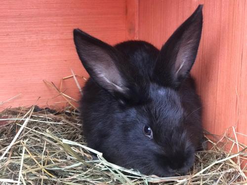a black rabbit sitting in a pile of hay at Belvedere La Cristina in Corbeni