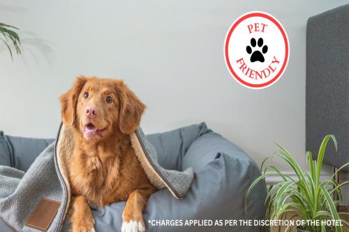 a dog sitting on a couch under a blanket at Lonestar Inn & Suites, Erick OK Hwy 40 BY OYO in Erick