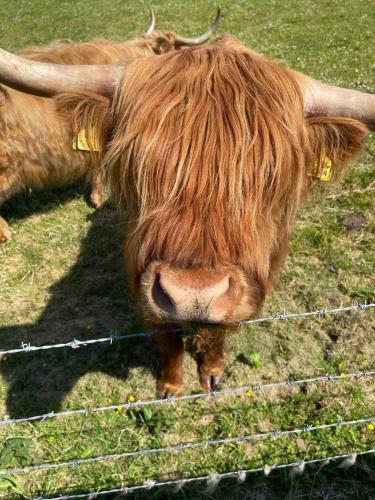 a cow with long horns standing behind a fence at Ardconnel Bed and Breakfast in Kirkwall