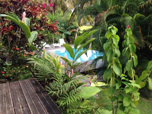 a garden with a swimming pool and many plants at Studio Le Gosier, Wi-Fi, piscine dans gîte in Le Gosier