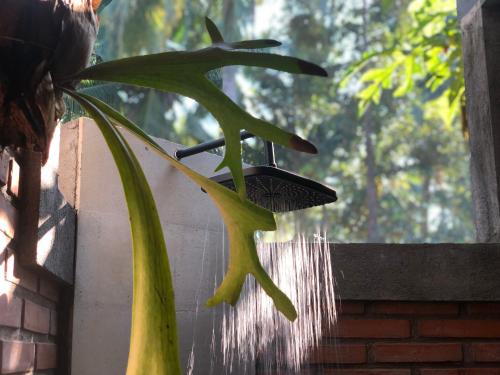 a plant is growing next to a bird feeder at Coco Garden Pool Villas in Kubutambahan