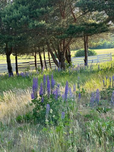Κήπος έξω από το Giżycko-Przerwanki Domki Widok na Mazury