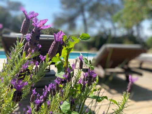 Un mazzo di fiori viola vicino a una panchina. di La Finca a Nîmes