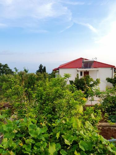 a white house with a red roof behind some bushes at XHEKO ROOMS in Dhërmi