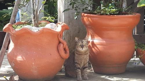 a cat standing next to two large potted plants at Andorinhas "Mini casa de hóspede" in Niterói