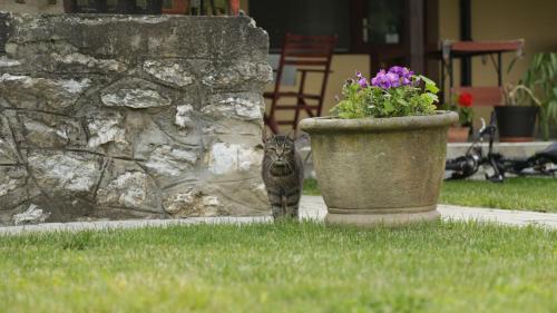 a cat standing next to a pot of flowers at Fónagy Apartmanok in Nagyvisnyó