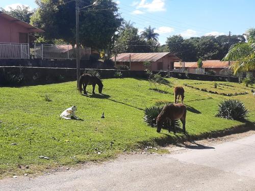 three horses grazing in the grass in a field at Pousada Kart Clube in São João del Rei