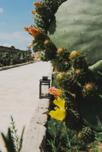 Κήπος έξω από το Masseria Paralupi