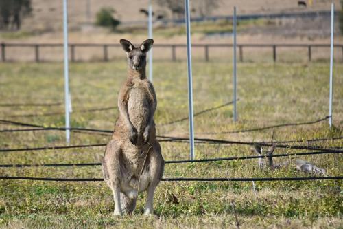 a kangaroo standing on its hind legs in a field at Beggars Bridge Vineyard Homestead with pool and tennis in Rothbury
