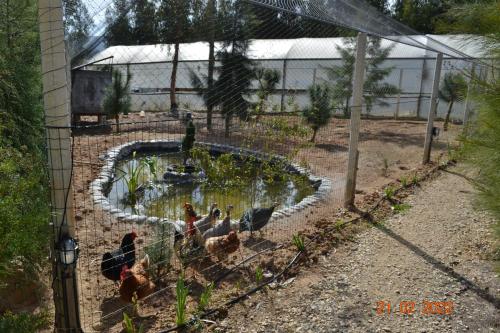 a group of chickens in a fenced in yard at MountView in Alenquer