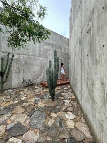 Taman di luar Casa del sapo