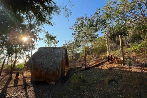 Taman di luar Casa del sapo