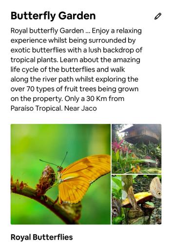 a collage of pictures of a butterfly on a plant at Casa Paraiso Tropical in Parrita