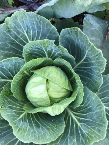 a head of cabbage in the middle of lettuce at Red Rock Escape - Cozy King Bed Studio & Gardens, Trails, Views, Red Rock Pass in Sedona