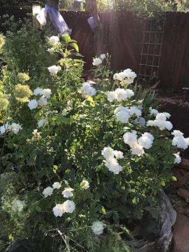 a bunch of white flowers in a garden at Red Rock Escape - Cozy King Bed Studio & Gardens, Trails, Views, Red Rock Pass in Sedona