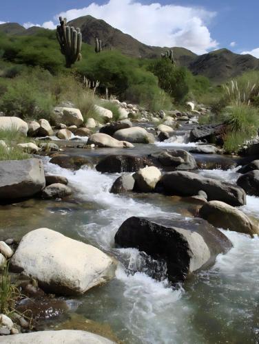 a stream of water with rocks and a cactus at Fincachica in Cachí