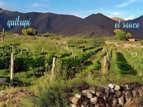 a vineyard in a field with mountains in the background at Fincachica in Cachí