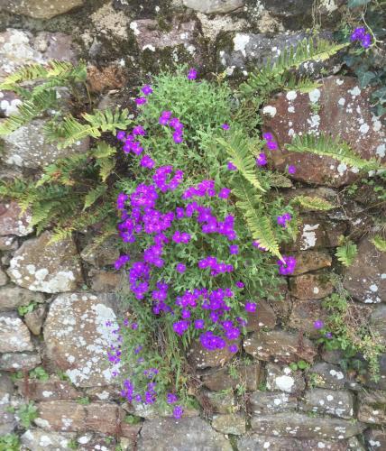 a bunch of purple flowers in a stone wall at Le Domaine de Belleville in Dragey