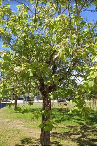 un arbre avec des feuilles vertes dans un champ dans l'établissement À 5 min de Moulins maison de ville, à Yzeure